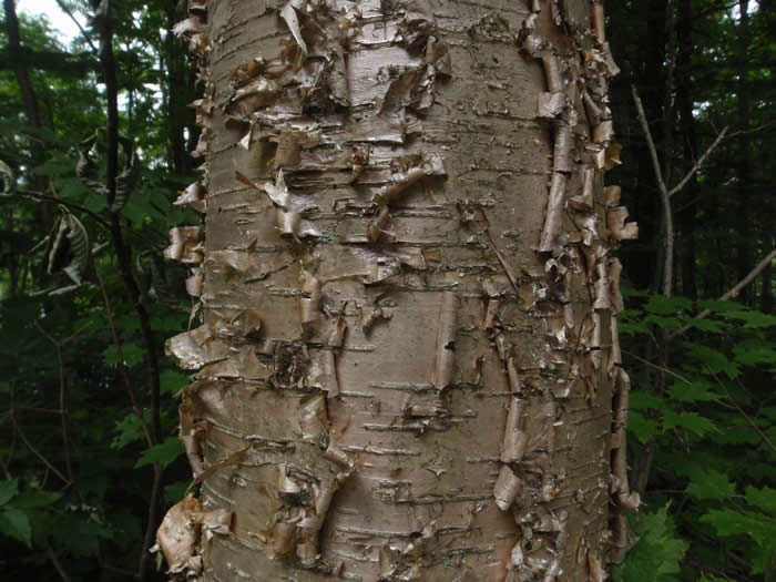 Yellow birch bark