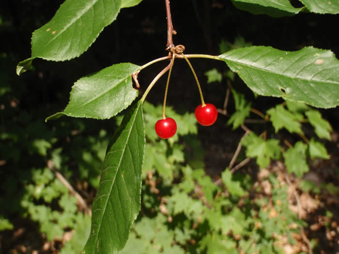 Pin Cherry Tree Fruit