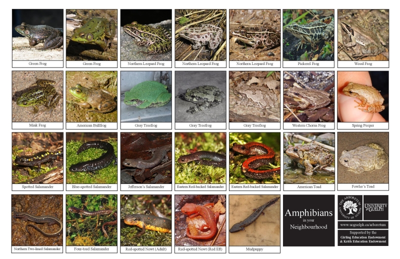 Selection of various amphibians