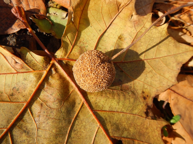 Small, spherical fruiting body containing numerous seeds.Mature in fall and some remain on the tree throughout the winter