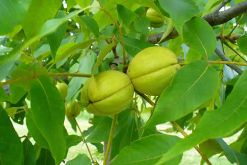 Shellbark Hickory Fruit