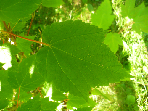 Mountain Maple Leaves
