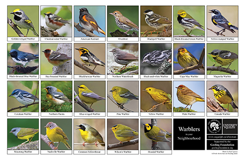 a selection of warblers