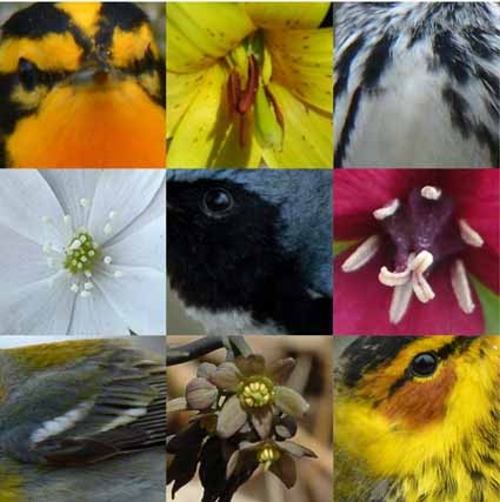 quiz. warblers and wildflowers