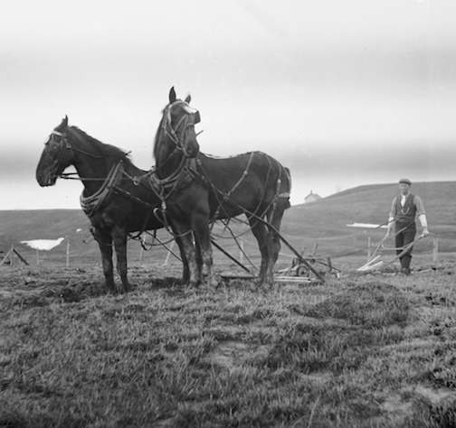 horses and man plowing