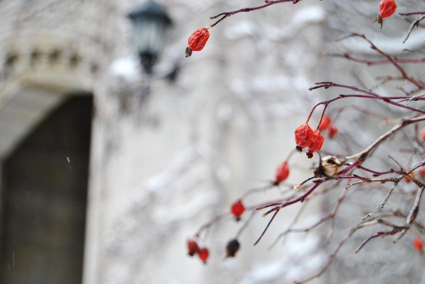 Tree branches (foreground), building on the University of Guelph campus (background)