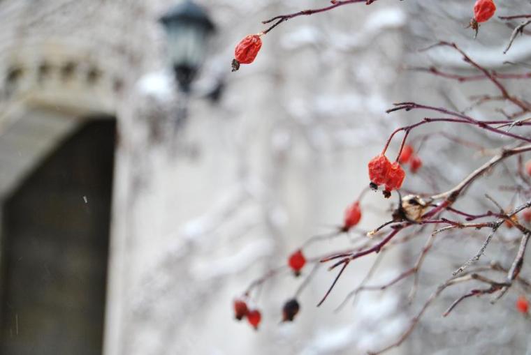 Tree branches (foreground), building on the University of Guelph campus (background)