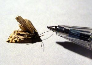 Image of moth and pen.
