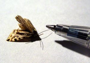 mfa programs toronto Image of moth and pen.