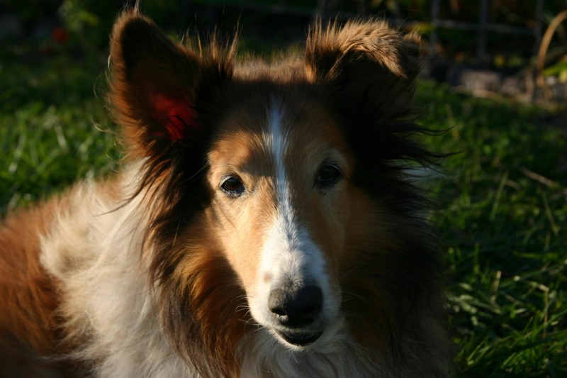 Collie