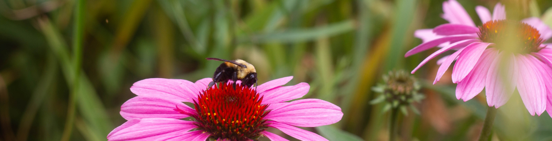 A photo of a bumblebee on a native plant and the Guelph Campus Conservation page 