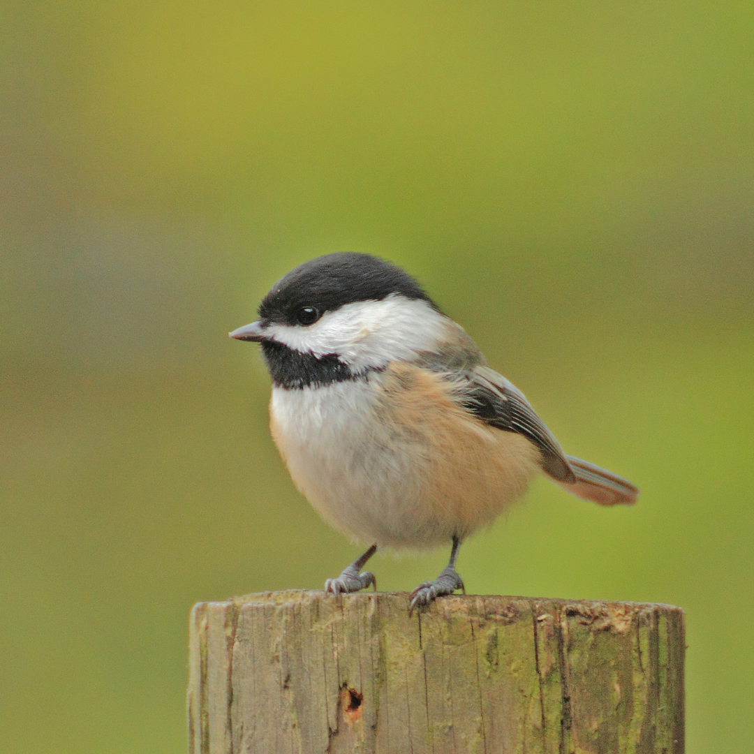 black capped chickadee