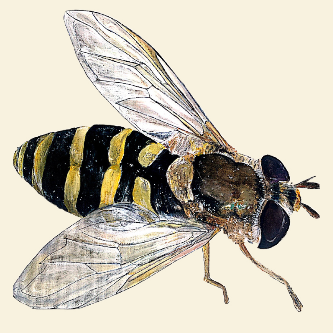 hoverfly