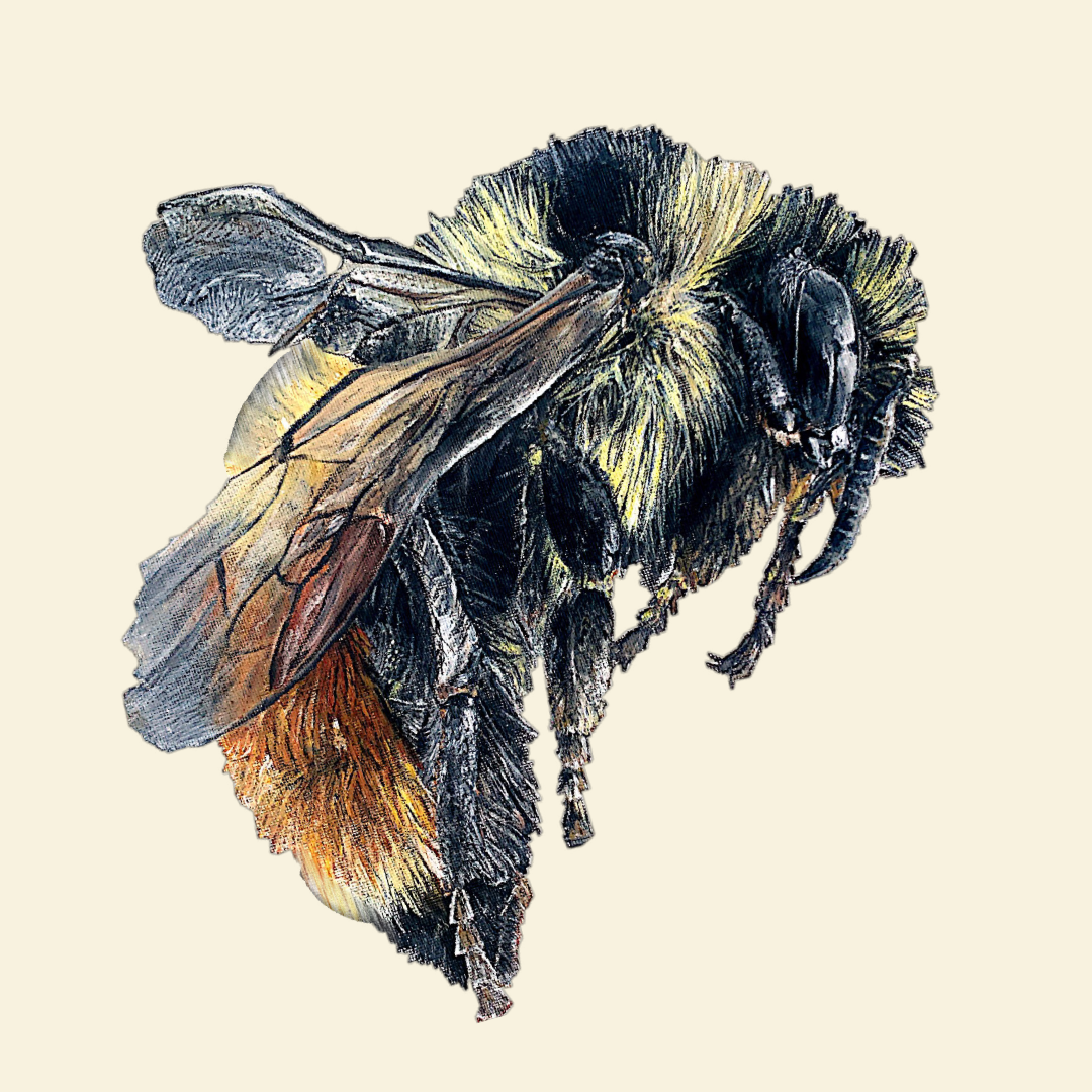 orange-belted bumblebee