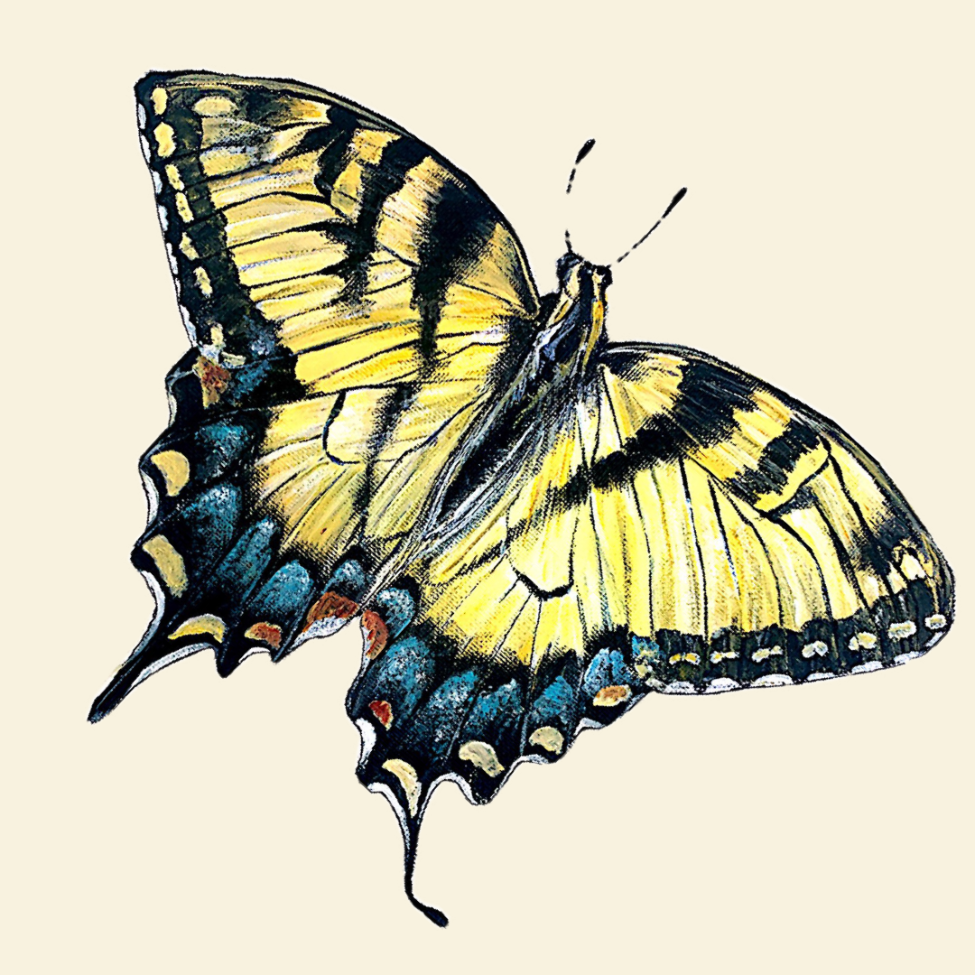 Eastern Tiger Swallowtail