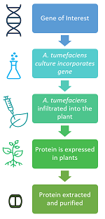 Steps in molecular farming
