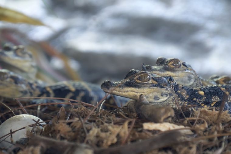 Baby Alligators