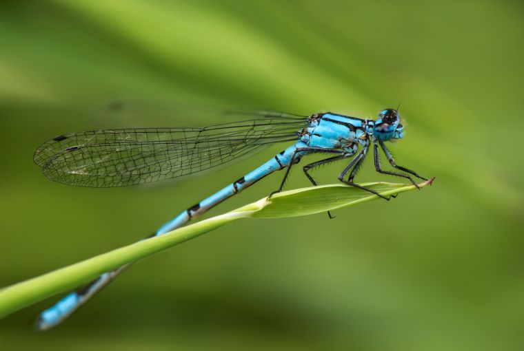Adult Damselfly