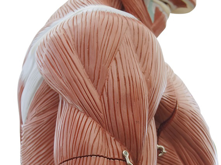 Human muscle 