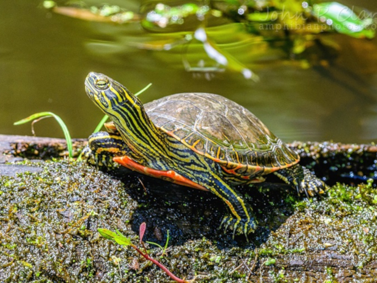 Chilled out How Turtles Survive in Frozen Ponds for Months Without