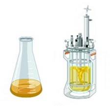 Illustration of a shake flask (left) and bioreactor (right)