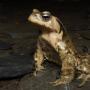 A male Asiatic toad, Bufo gargarizans (photo by Z. Yao)