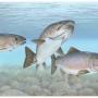 A picture of fish in water