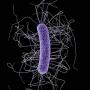 Clostridioides difficile (image courtesy of James Archer, CDCP)