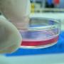 Culturing cells in the lab (photo by Kaibara87, CC BY 2.0)