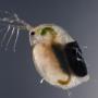 A female daphnia (image by Dieter Ebert, CC BY-SA 4.0)