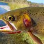 A Yellowstone Cutthroat Trout (photo by Waldemarpaetz, CC BY-SA 4.0)
