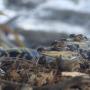 Baby alligators