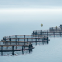 fish farming