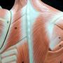 back muscles