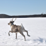A collared woodland caribou in Northern Ontario (photo by Tal Avgar)