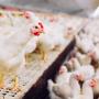 Lots of Chickens