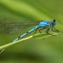 Adult Damselfly