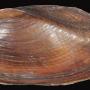The Eastern Pond Mussel (photo by the Smithsonian Environmental Research Centre, CC BY 2.0)