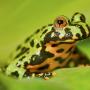 Fire Belly Toad