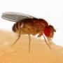 A fruit fly feeding on a banana (photo by Sanjay Acharya, CC BY-SA 4.0)
