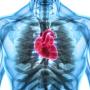 Heart inside a human body