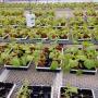 Tobacco plants used to produce drugs (photo by N. Prudhomme)