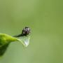 Jumping spider (Phidippus sp.) resting on a leaf (photo by Aleksandra Dolezal)