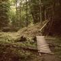 Picture of a forest