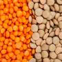 Lentils