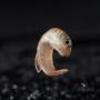 The amphibious mangrove rivulus fish in water (photo by Brock and Sherri Fenton)