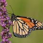 A monarch butterfly spotted in Île aux Chats, Quebec (image courtesy of eButterfly)
