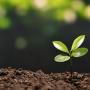 Plant and soil