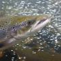 A salmon