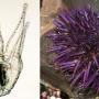 The purple sea urchin as a microscopic larva (left) and in its more familiar adult form (images are not to scale)